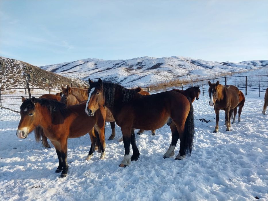 Айғыр полутяж,9 жасар