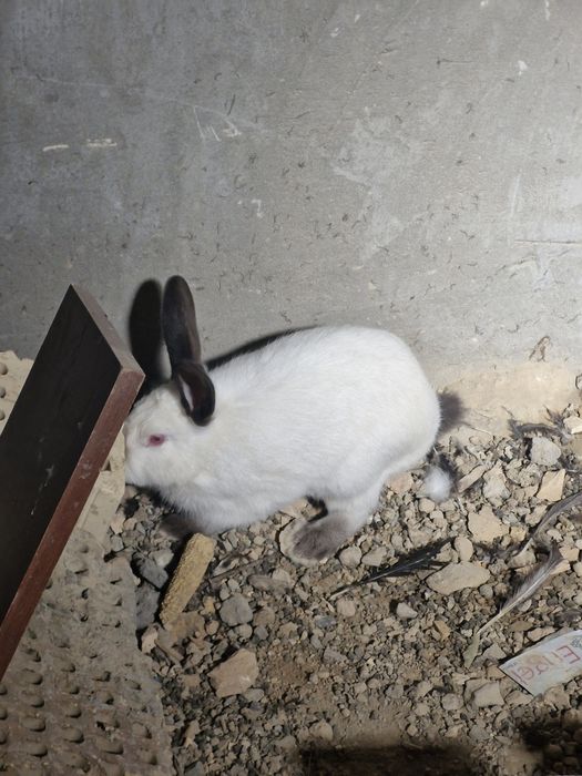 Toza evro kalif quyonimiz sotiladi sames