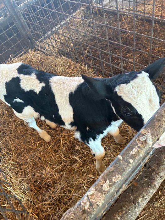 Vând tăuraș holstein
