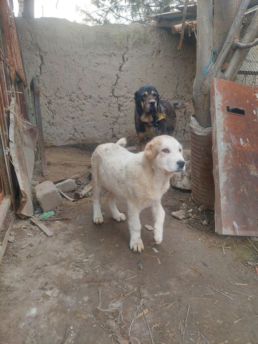 Кавкаский алабай