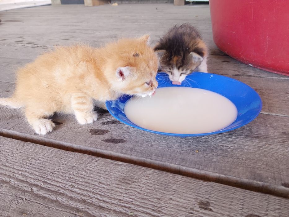 Отдам котят в добрые руки