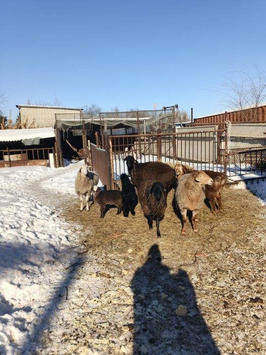 Овцы матки  хорошие