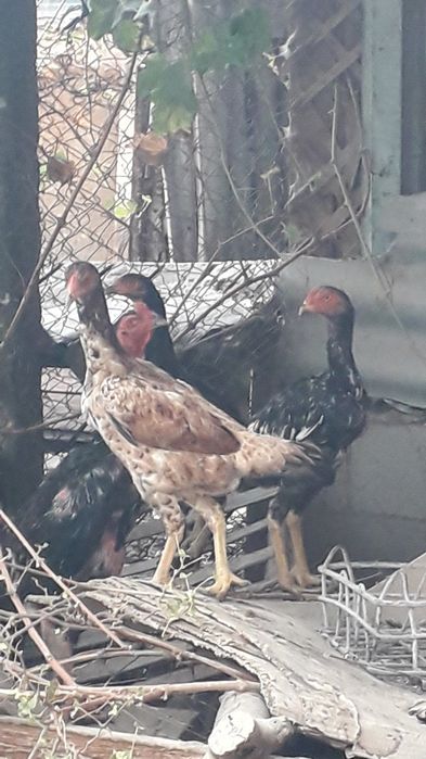 Петухи и куры бойцовые.