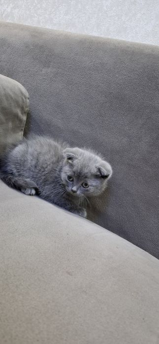 Скоттиш страйт котята