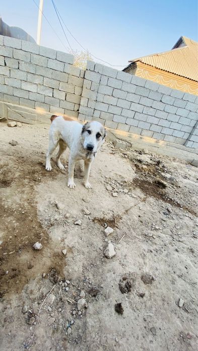 Алабай ит сатылады