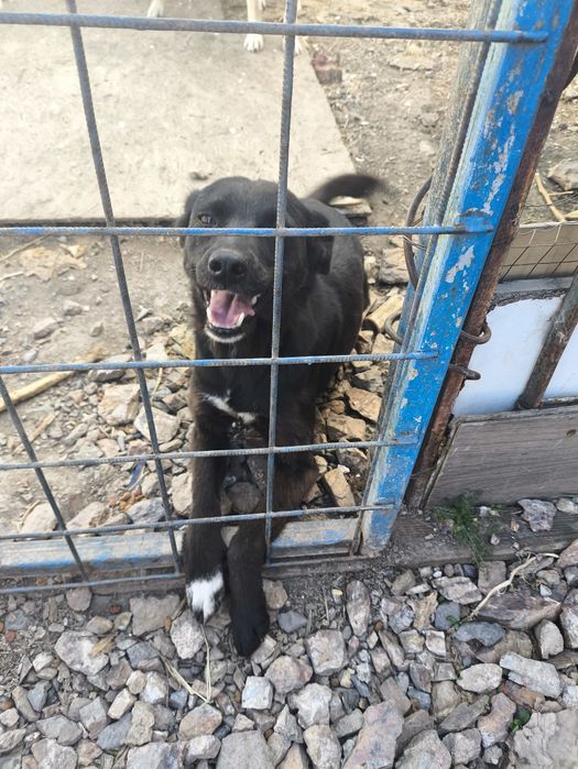 Собаки в хорошие руки