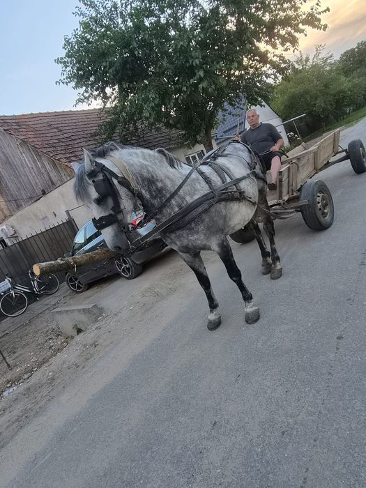 Cal de vânzare vârsta 10ani