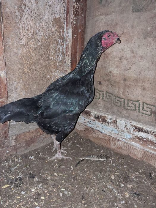 Тез арада тауықтар сатылады