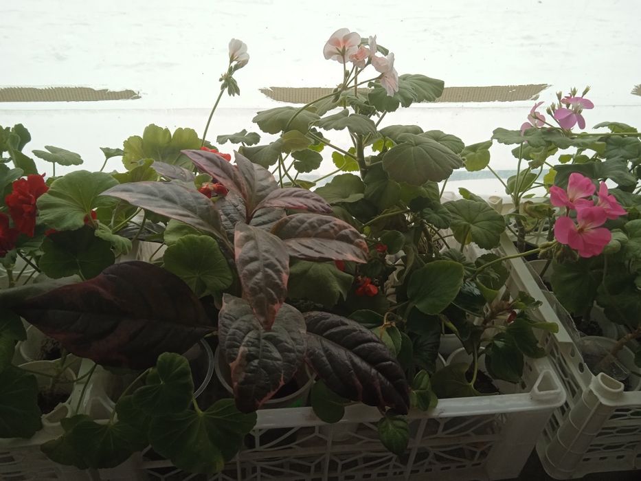 Пеларгония (герань)