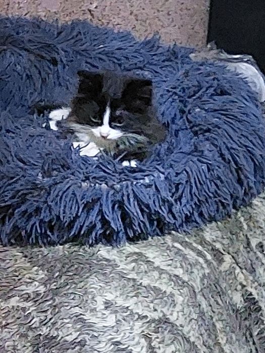 Отдадим котят в хорошие руки