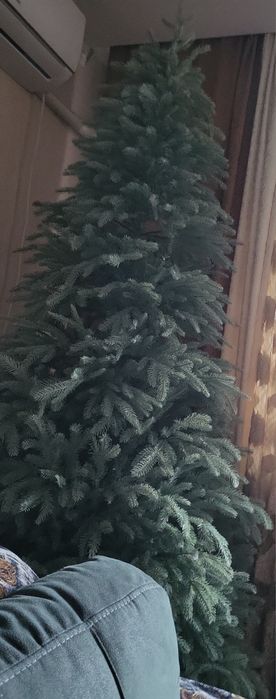 Продам голубую ель