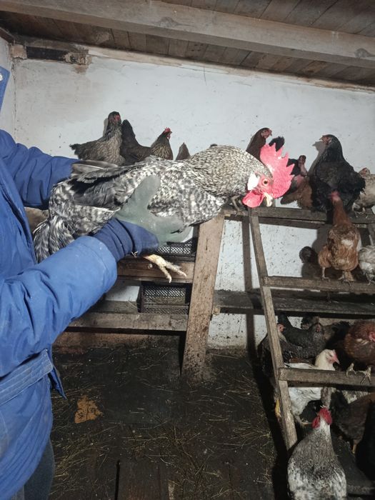 Петух молодой...