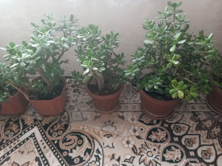 Комнатные растения толстянка