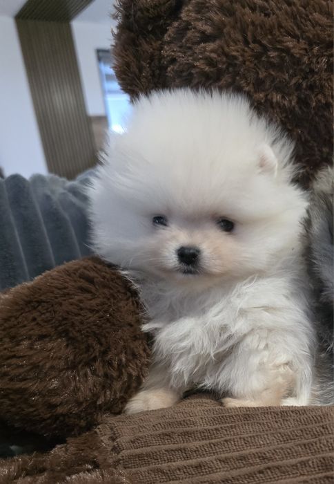 Мини померан момичета