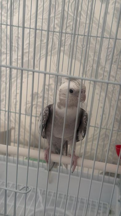 Продаётся корелла
Здоровая.
Продаётся вместе с к