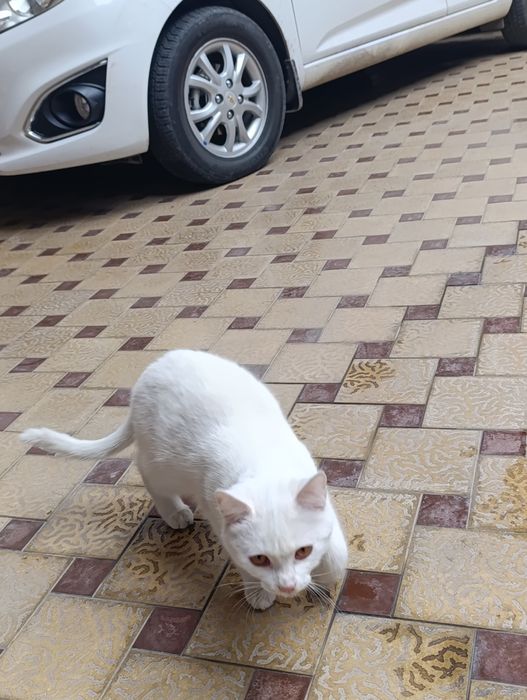 Turetskiy angora mushugi sotiladi