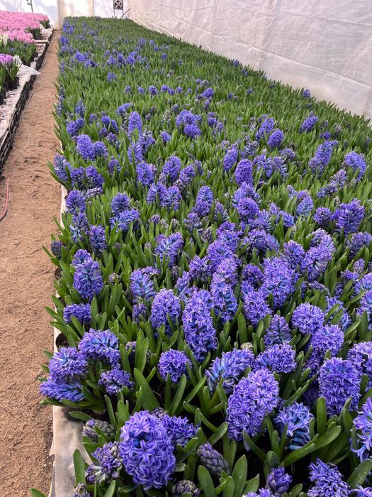 Vand zambile la ghiveci, calitatea I