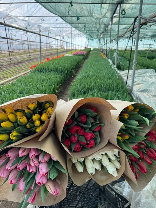 Тюльпаны оптом!!