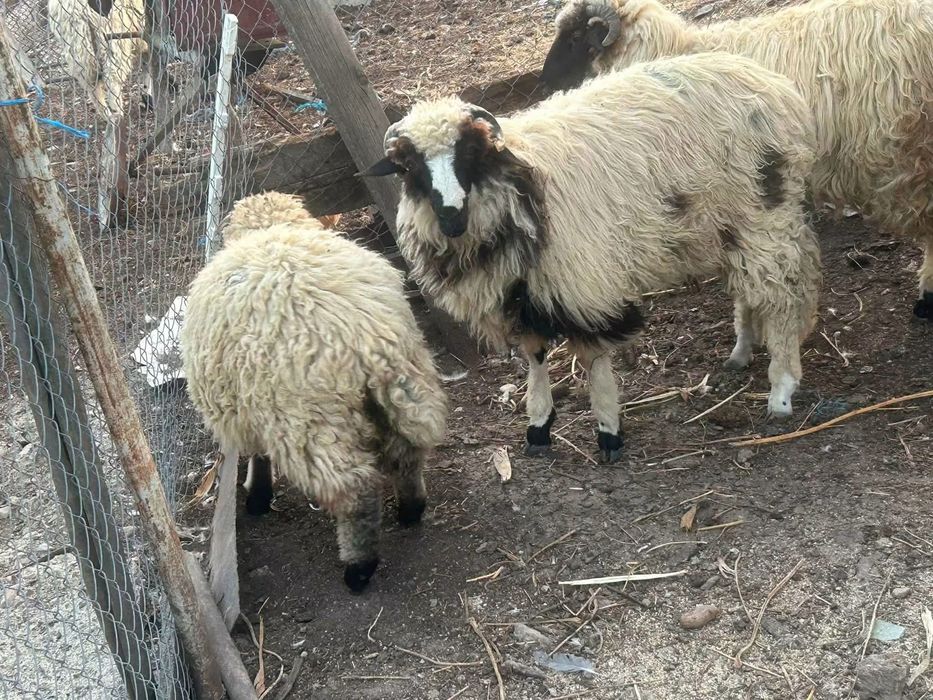 Berbecuț de vânzare