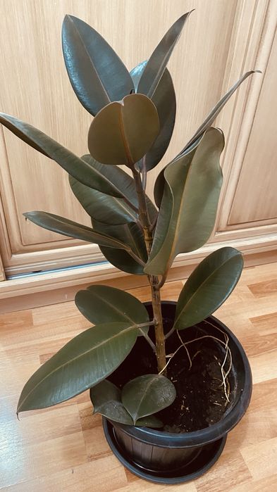 Продам домашнее растение фикус