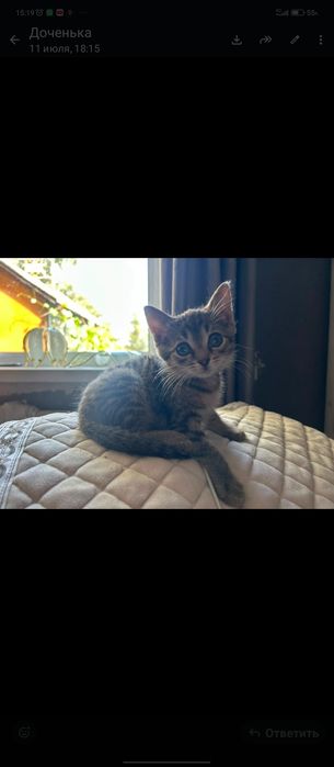Кошечка от мамы мышеловки