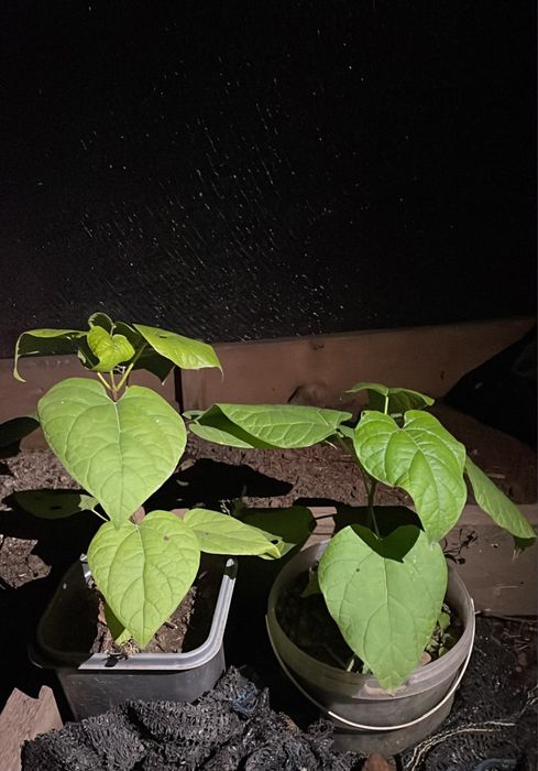Продам  срочно катальпу