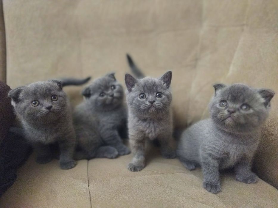Продаются / Бронирование котят скотиш шотландские вислоухие