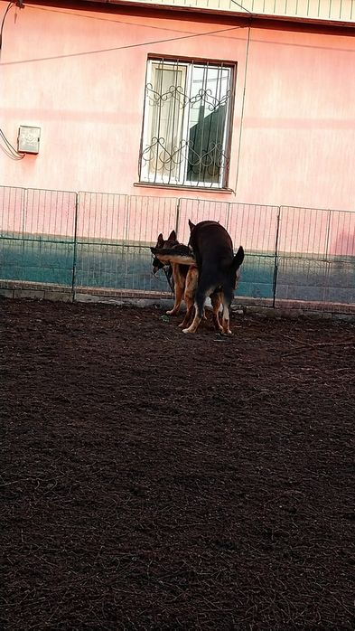 Щенята немецкой овчарки