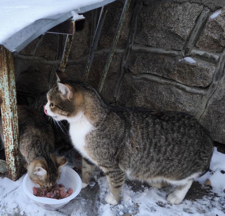 Котята в добрые руки