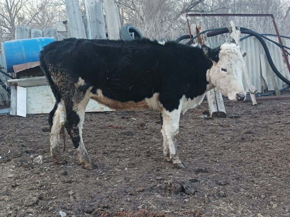Продам телку яловая
