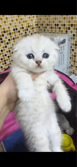 Продается скоттиш фолд шиншилла.