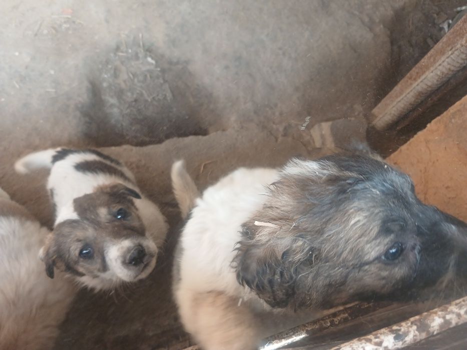 Отдам щенков в добрые руки