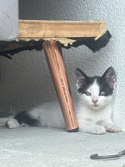 Pisoi  pentru adoptie
