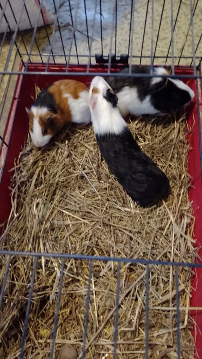 Porcușor, porcușori de Guineea , hamsteri sirieni și siberieni.