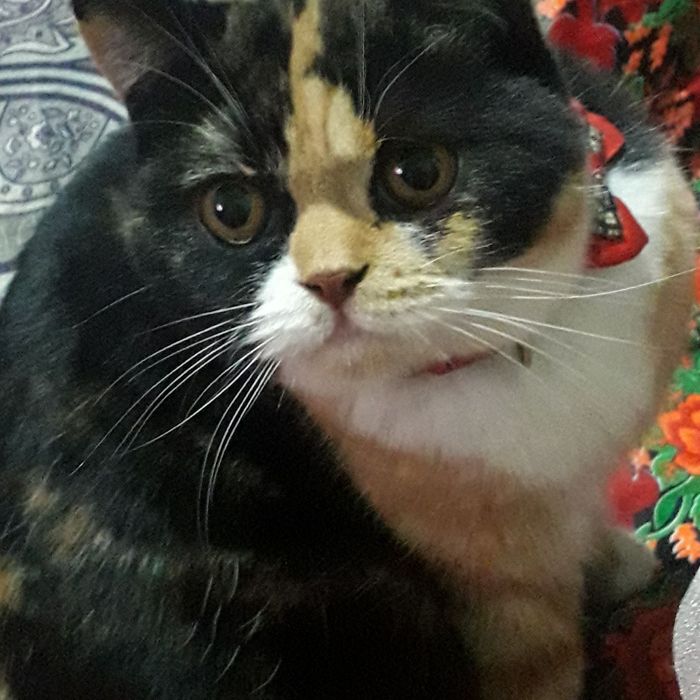 Отдам в добрые руки котят ,домашние чистые