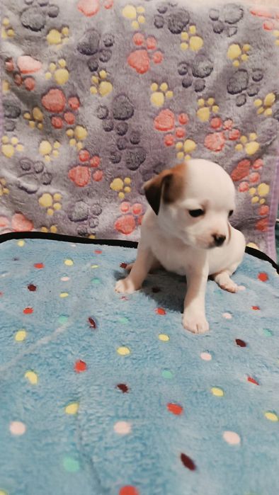 Девочка щенок чихуахуа