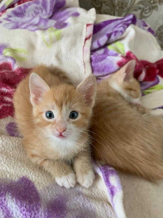 Рыжие котята на продажу