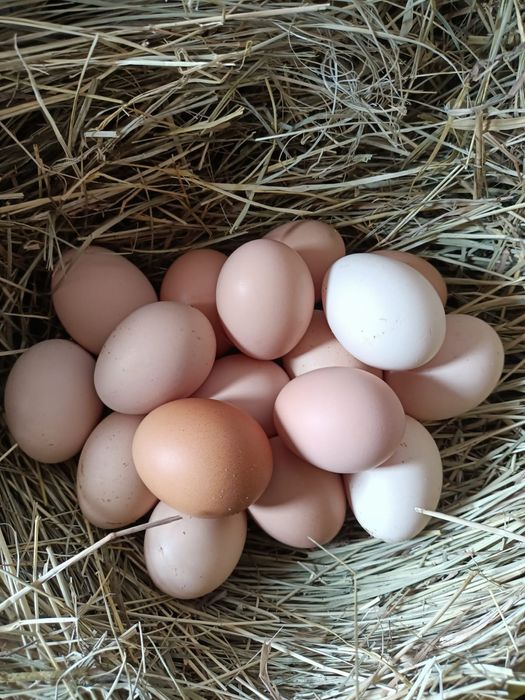 Куриные яйца продается