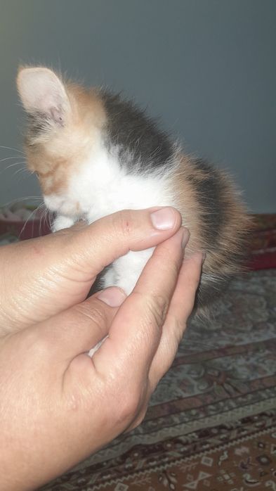 Котята бесплатно/ Марғаулар тегін