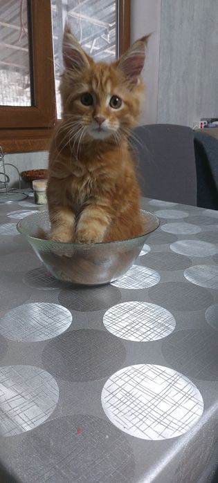 Котята Мейн Куны