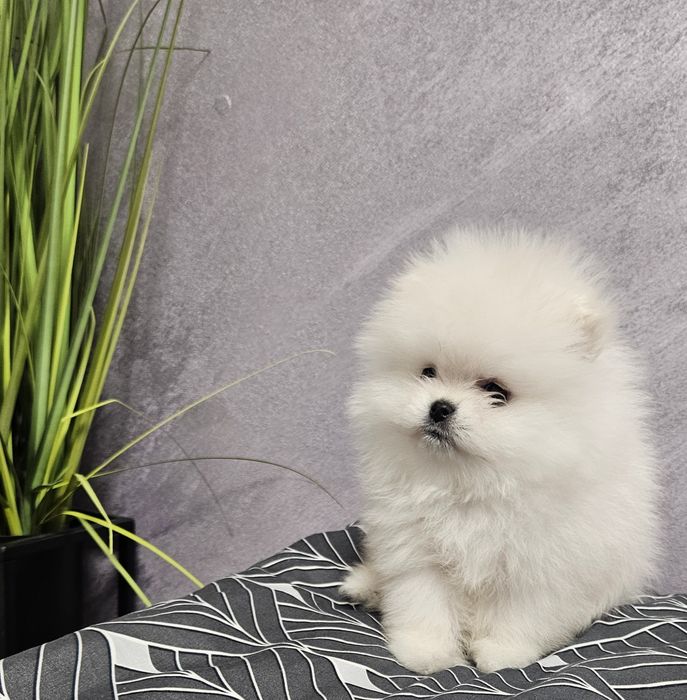 Pomeranian baietel SUPERB!