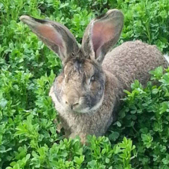 Продавам зайци порода БЕЛГИЙСКИ ВЕЛИКАН чистокръвни,цена по договаряне