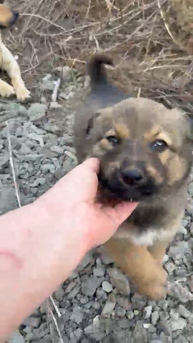 щенки от помесной овчарки