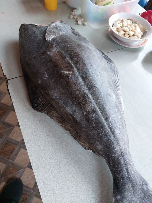 Рыба пелядь и палтус