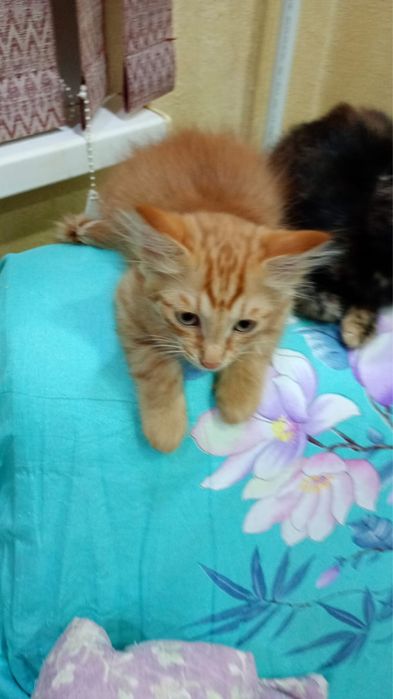 Отдам рыжего котенка