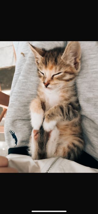 Отдам котика в добрые руки