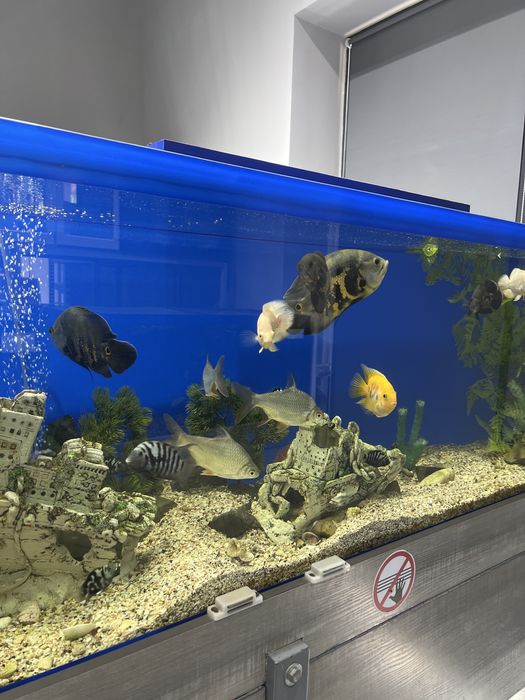 Аквариумные рыбки