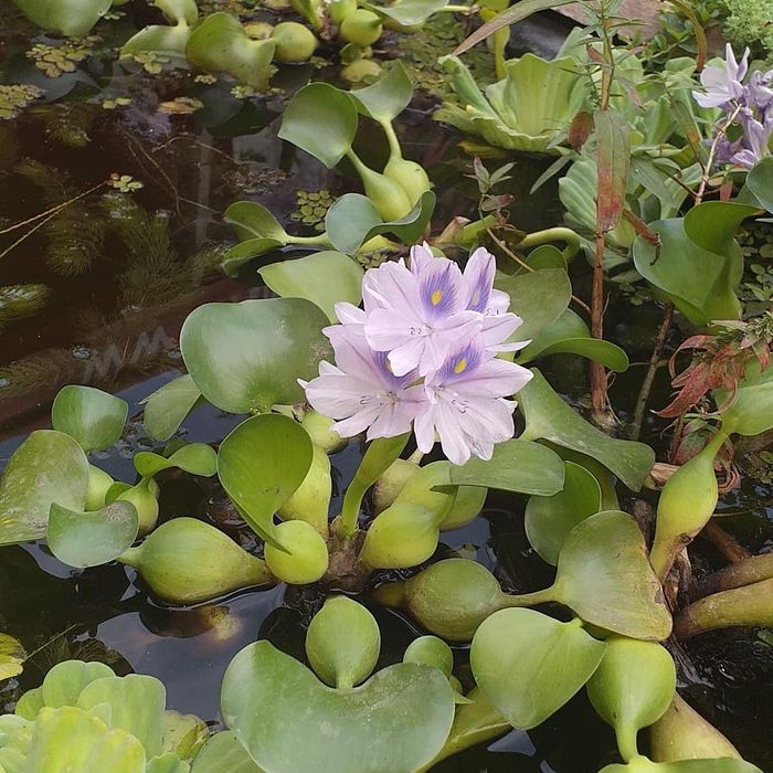 Продаю прудовые растения