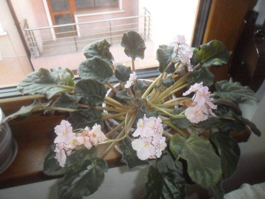 Samsung ES65 12.2 Мpx