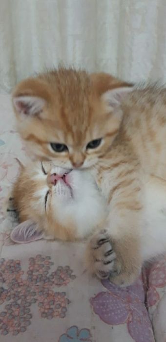 Бриташки милашки золотые шиншиллы